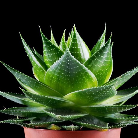 Vegetables and fruit seeds Aloe vera seeds edible beauty cosmetic Bonsai plants Seeds for home garden 100PCS