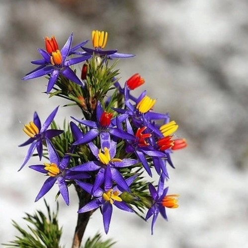 Blue Tinsel Lily Seeds, Calectasia Cyanea, Star of Bethlehem, 20pcs/pack