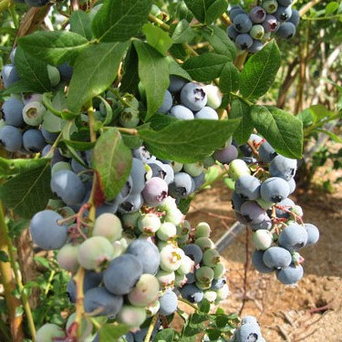 Blueberry Fruit Seeds, 100pcs/pack