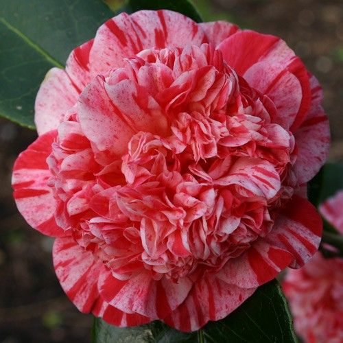 Camellia Japonia Seeds, 5pcs/pack