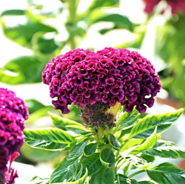 Colorful Cockscomb Flower Seeds, Celosia Spicata Seeds, 100pcs/pack