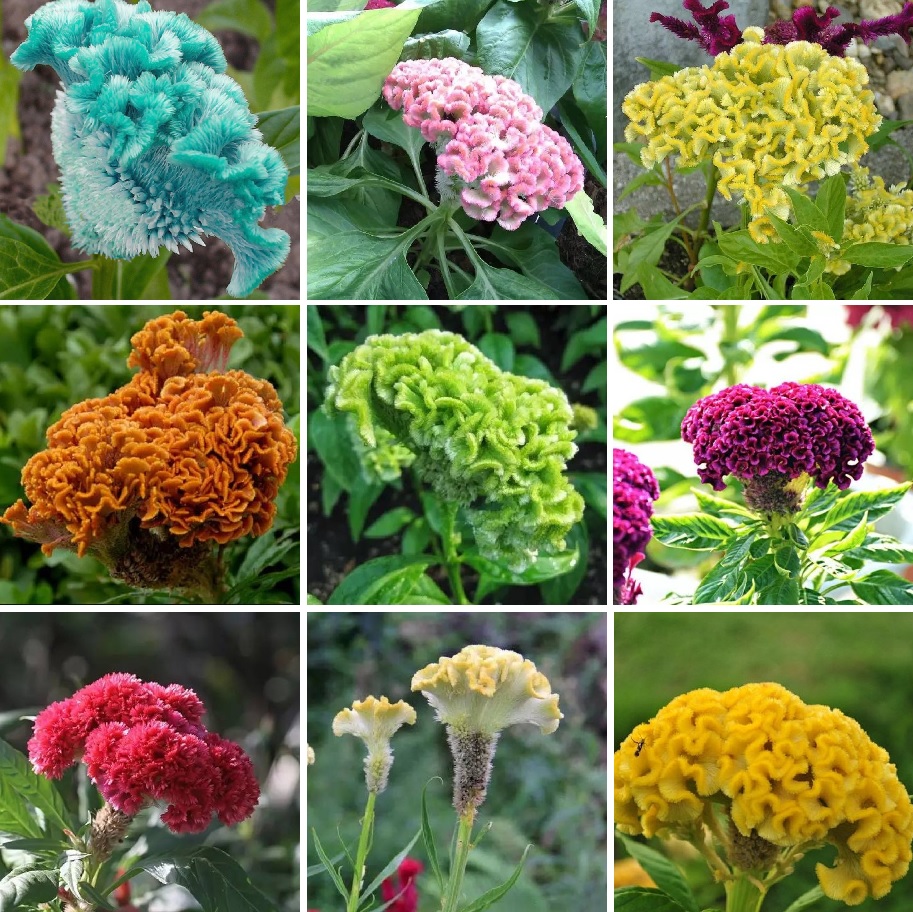 Colorful Cockscomb Flower Seeds Celosia Spicata Seeds 100pcs Pack