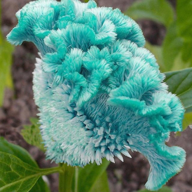 Colorful Cockscomb Flower Seeds, Celosia Spicata Seeds, 100pcs/pack