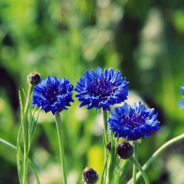 Blue Cornflower Centaurea Cyanus Seeds, 100pcs/pack