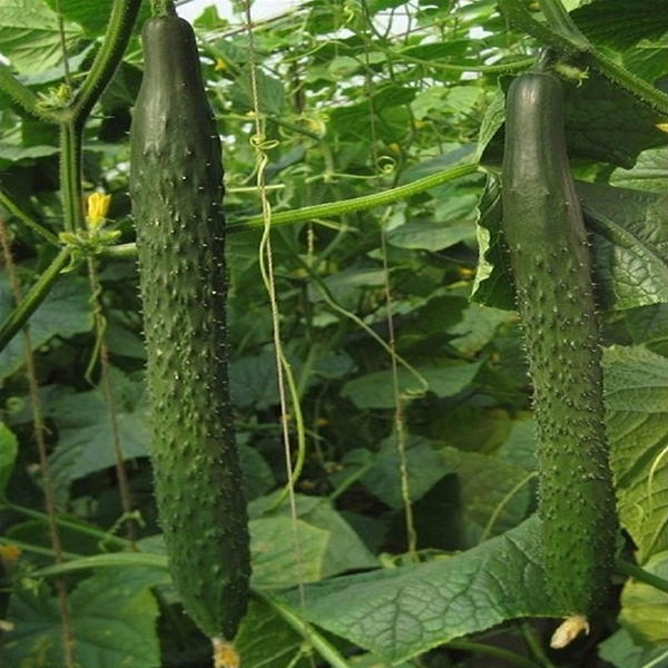 100pcs/bag Long cucumber seeds, cucumb Organic vegetable Seeds Rare Fruit cucumbe seeds for home garden