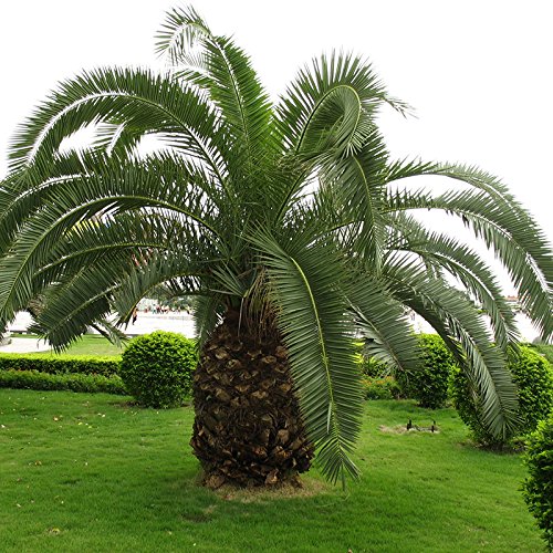 Cycas Plant Seeds, 10pcs/pack