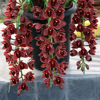 Dark Red Cymbidium Orchid Flower Seeds, 100pcs/pack