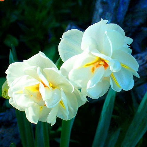Narcissus Daffodil Seeds, 100pcs/pack