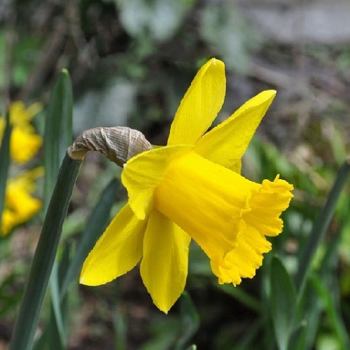 Narcissus Daffodil Seeds, 100pcs/pack