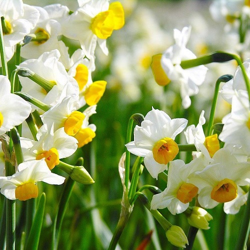Narcissus Seeds, Daffodil Seeds, 100pcs/pack