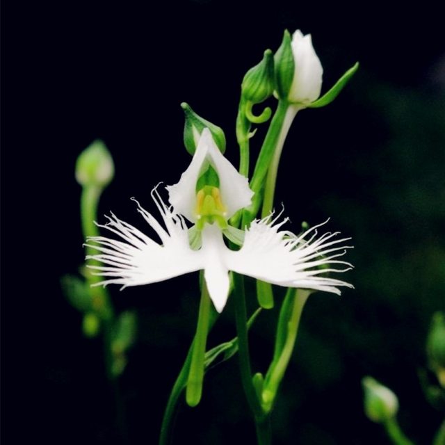 White Egret Orchid Seeds, 100pcs/pack