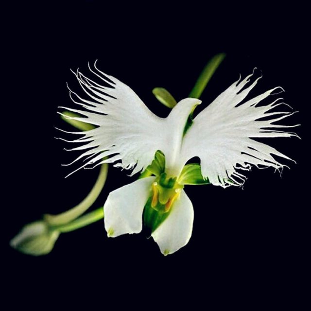 Rare White Egret Orchid Seeds, 100pcs/pack