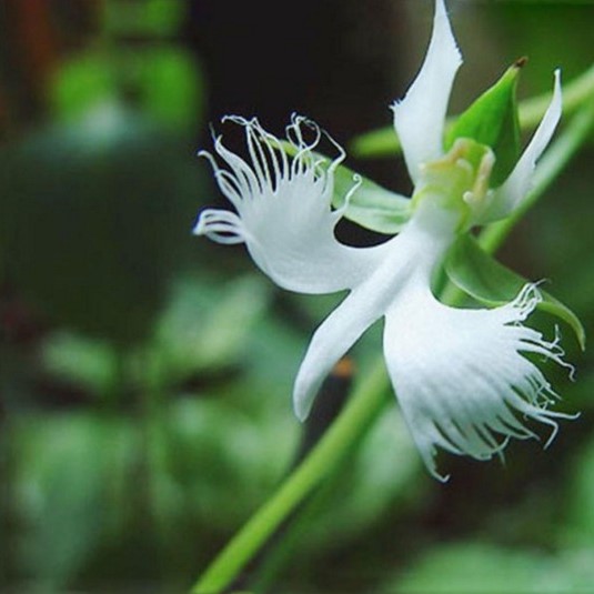 Rare White Egret Orchid Seeds, 100pcs/pack