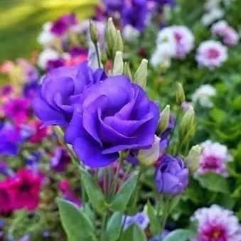 Multi-Color Eustoma Seeds,Lisianthus Seeds, 100pcs/pack