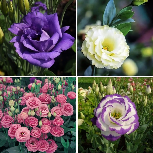 100PCS Eustoma Seeds Perennial Flowering Plants Lisianthus Flower Seed Mix Color