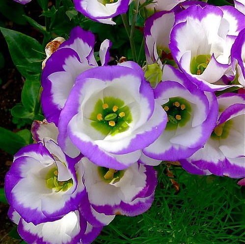 Multi-Color Eustoma Seeds,Lisianthus Seeds, 100pcs/pack
