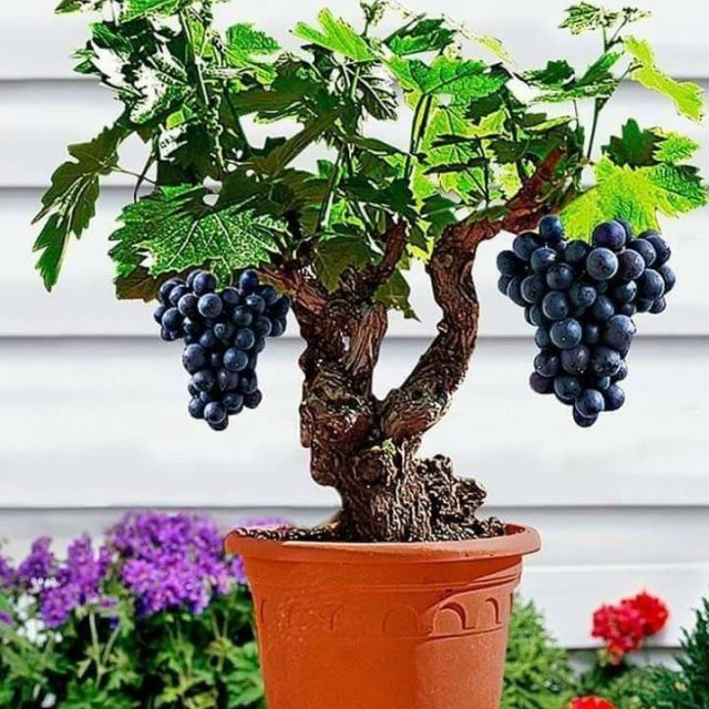 Miniature Grape Vine Seeds, PATIO SYRAH, 50 PCS/Bag,