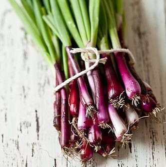 Purple Garlic Seeds, 100pcs/pack
