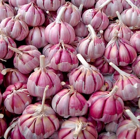 Purple Garlic Seeds, 100pcs/pack
