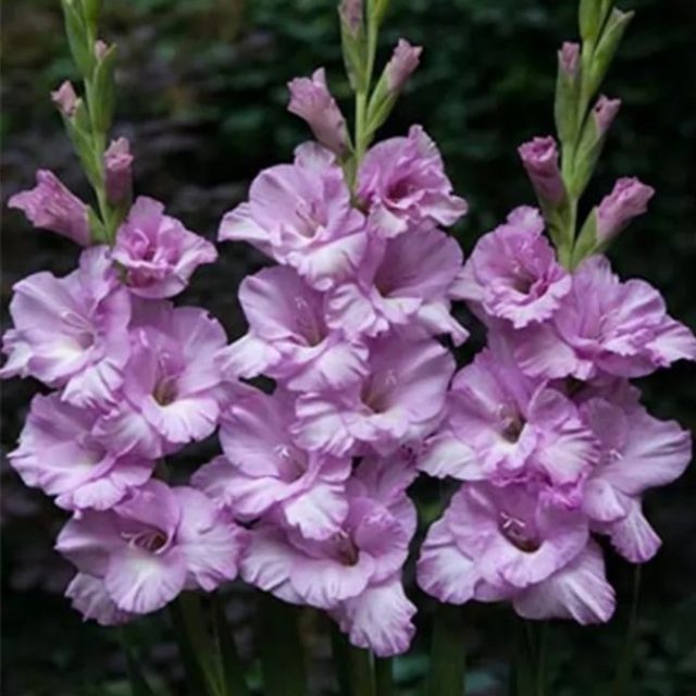 Multi-Colors Gladiolus Seeds Seeds, Perennial Potted Plants, 100pcs/pack