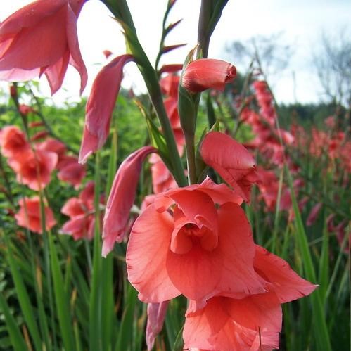 Multi-Colors Gladiolus Seeds Seeds, Perennial Potted Plants, 100pcs/pack