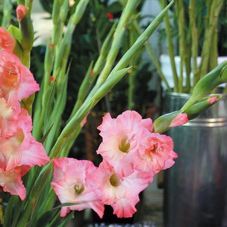 Multi-Varieties Gladiolus Seeds Seeds, Perennial Potted Plants, 100pcs/pack