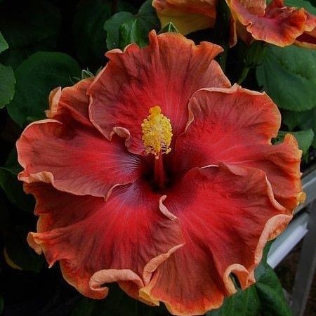 Multi Color Hibiscus Seeds, 100pcs/pack