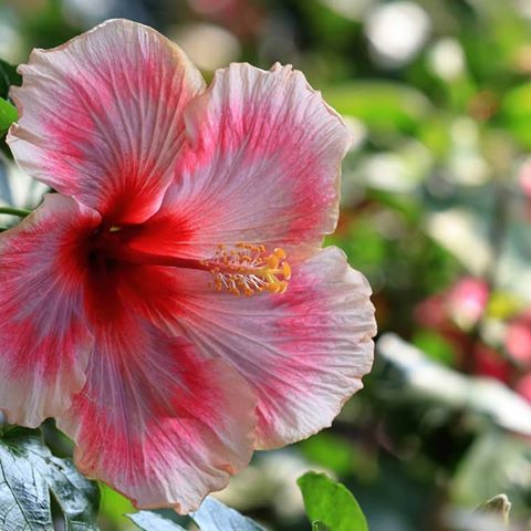 Multi Color Hibiscus Seeds, 100pcs/pack