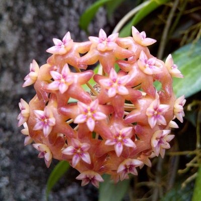 27 Varieties Hoya Carnosa Flower Seed, Orchid Seeds 100 Seed/lot
