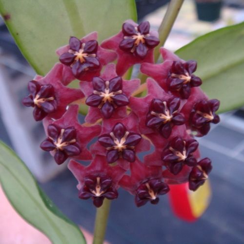 27 Varieties Hoya Carnosa Flower Seed, Orchid Seeds 100 Seed/lot