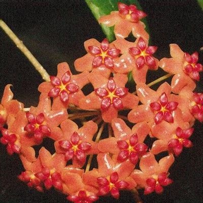 Multi-Varieties Hoya Carnosa Flower Seeds 100pcs/pack‏ fleshy perennial house IL 