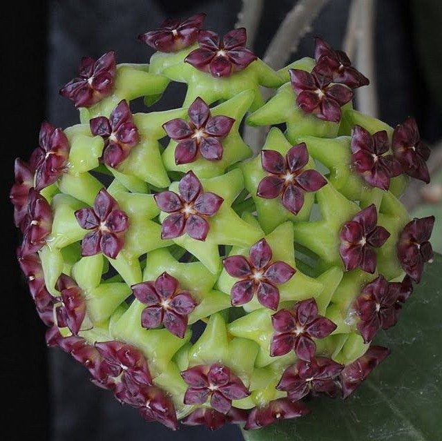 Orchid ball, Hoya Carnosa Seed, 100pcs/pack