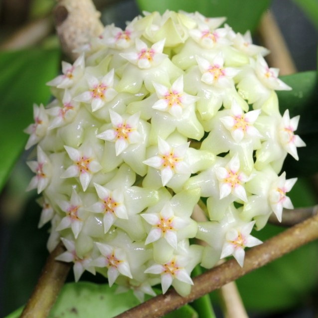Hoya Carnosa Seeds Beautiful Ball Orchid, 100pcs/pack