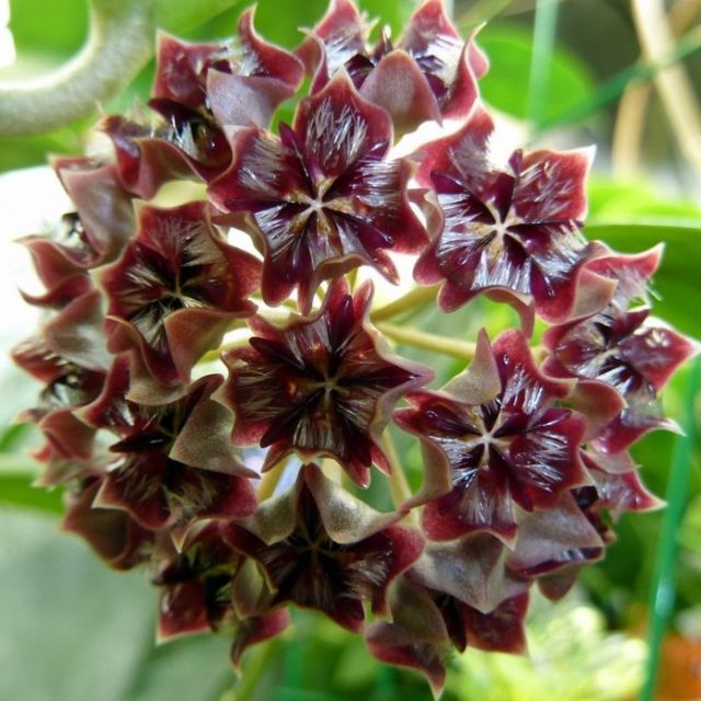 Hoya Carnosa Seeds Beautiful Ball Orchid, 100pcs/pack