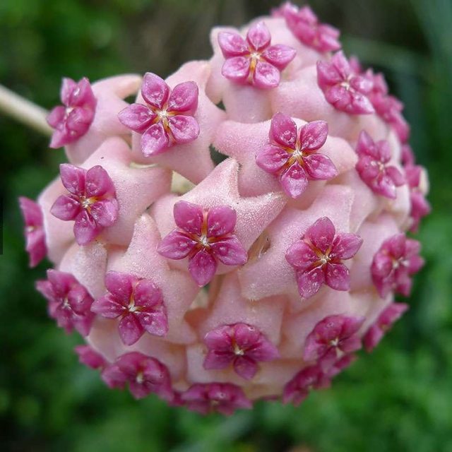 Orchid ball, Hoya Carnosa Seed, 100pcs/pack
