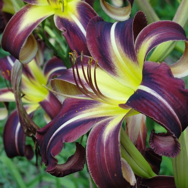 Mixed Color Lily Seeds, Rare Flower Seeds, 100pcs/pack