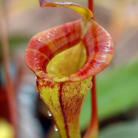 Nepenthes Seeds Eating Mosquito Varieties of Plants Seed  100seeds / pack,
