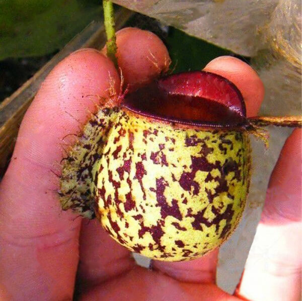 Nepenthes Seeds Eating Mosquito Varieties of Plants Seed  100seeds / pack,