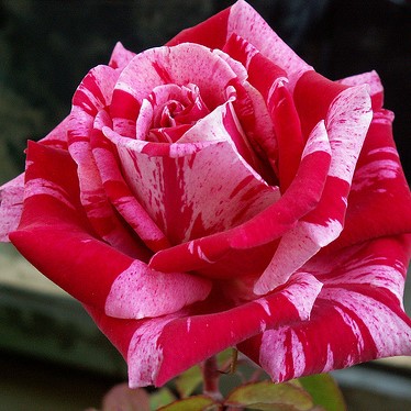 100pcs Rare Candy Stripe rose seeds, Perennial Indoor bonsai plant flower seeds,for home and garden,multiple color rose