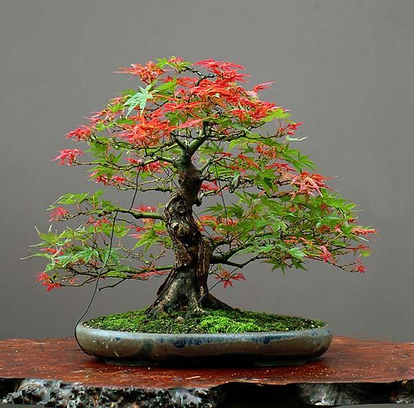 10 seeds/pack Maple Feathers Bonsai Seed The Budding Rate 90% Tree Seeds