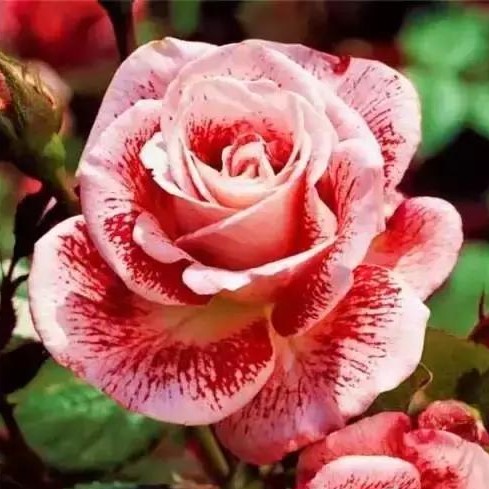 Rare Mixed Rainbow  Color Rose Seeds,100pcs/pack