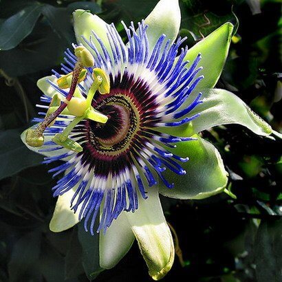 Passion Flower Seeds, 100pcs/pack