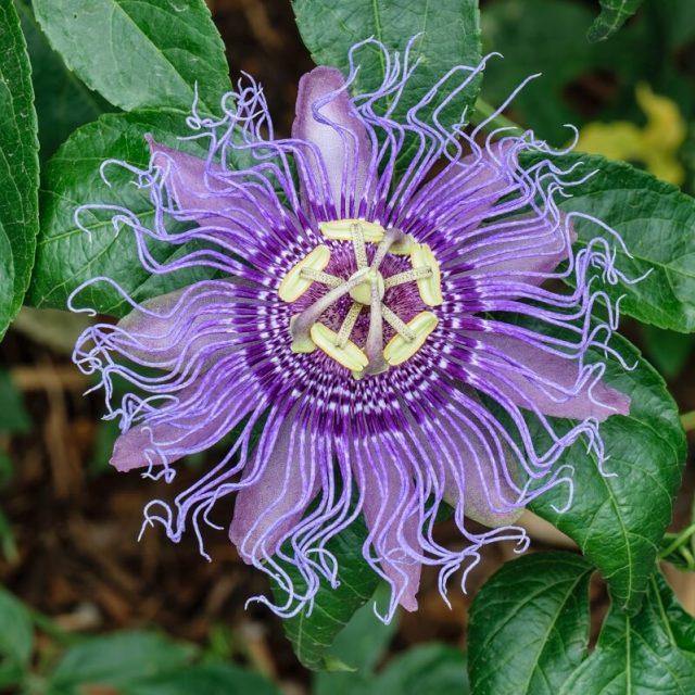 Passion Flower Seeds, 100pcs/pack