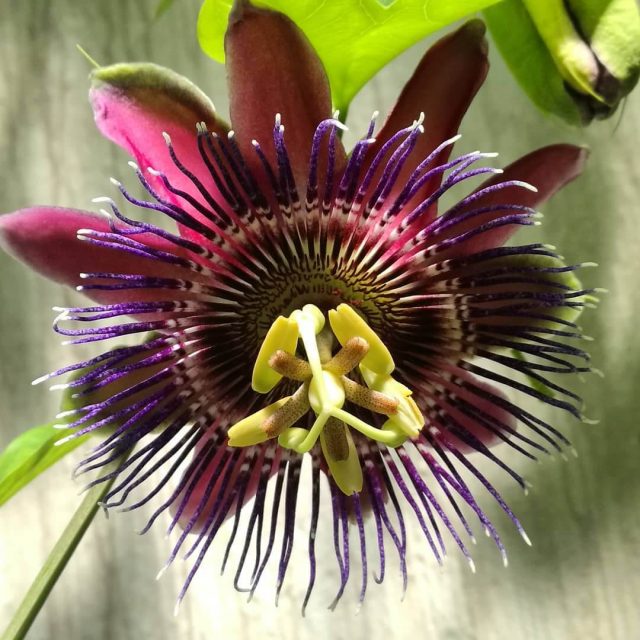 Passion flower Seeds, Passiflora Incarnata,100pcs/pack