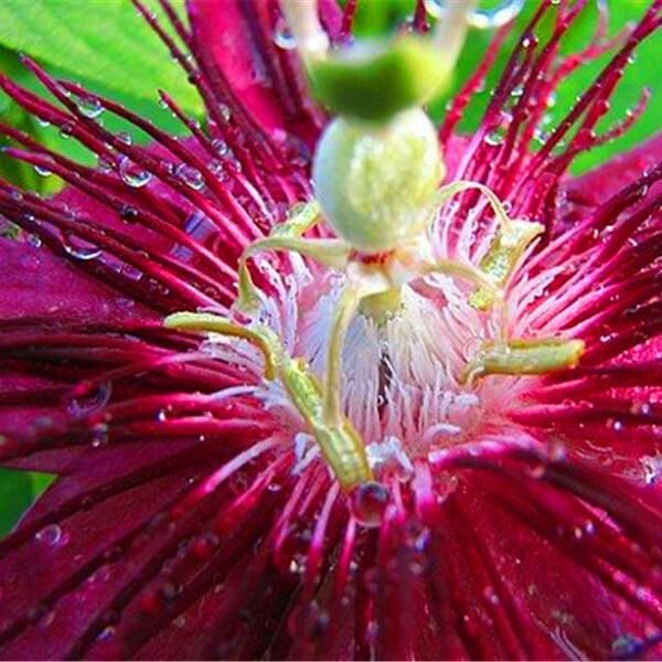 Rare Passion Flower Seeds, Passiflora Incarnata Seeds, 100pcs/pack
