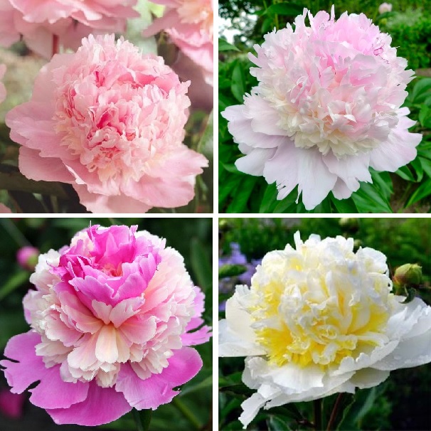 10pcs/pack Very Rare Tree Peony Flower Seeds, New Variety Light up Your Garden mixed color and species
