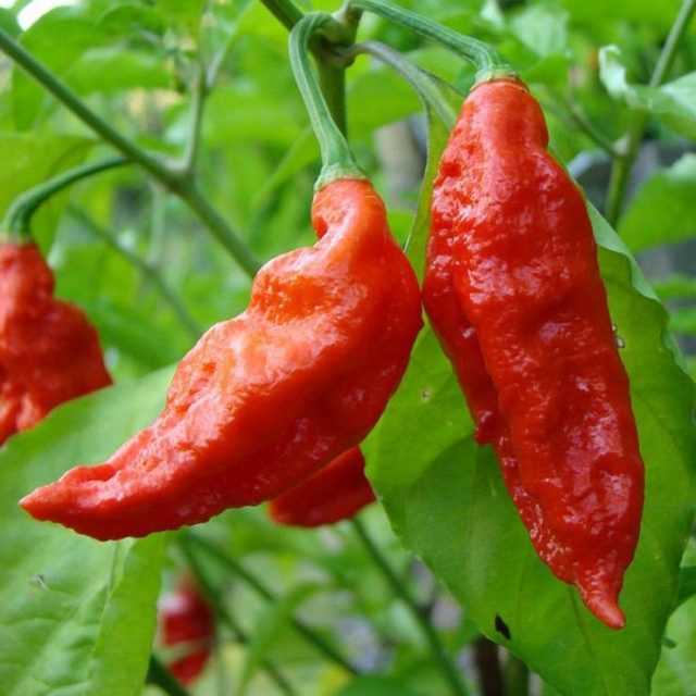 Multi-Varieties Hot Chili Seeds, Pepper Seeds, 100pcs/pack