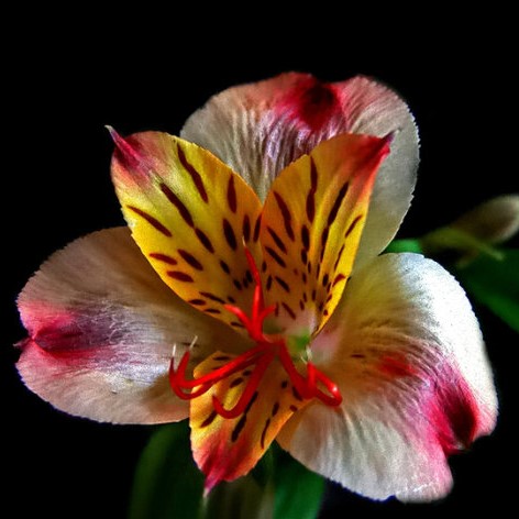 Mixed Peruvian Lily Flower Seeds, Alstroemeria Seeds, 100pcs/pack