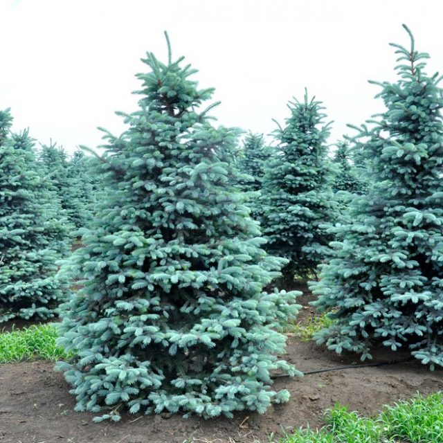 Blue Spruce Seeds, Picea Pungens Seeds, 50pcs/pack