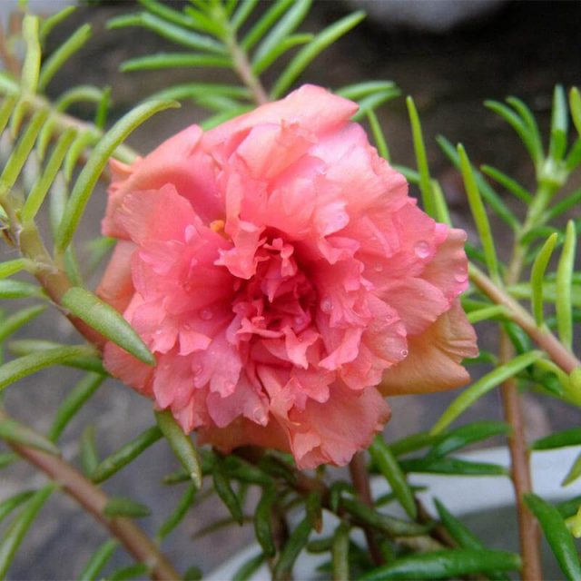 Pink Portulaca Seed Flower, 200pcs/pack